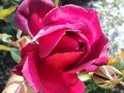 Эту розу я черенкую и выращиваю лет 30. С тех пор, как мама подарила мне её.