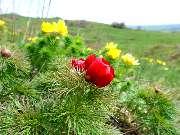   (. Paeonia tenuifolia)...     ...  27.04.2011.